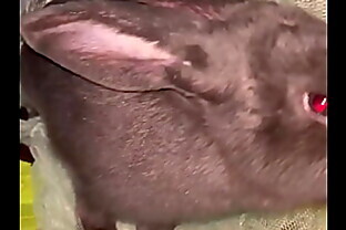 Virtual bunny boop from Frank.