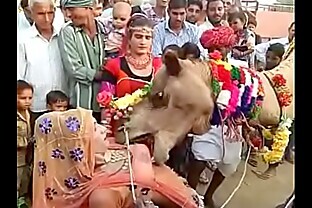 camel sucked boobs of rajasthani girl